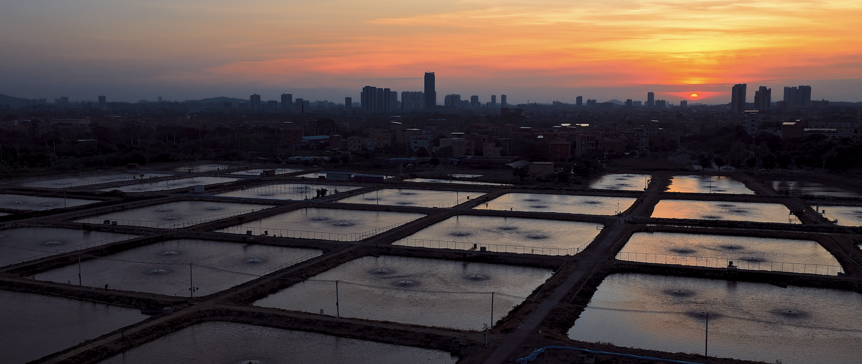 椒爱7周年溯源:450天科学养成,解码鲜活到店的“椒游记”