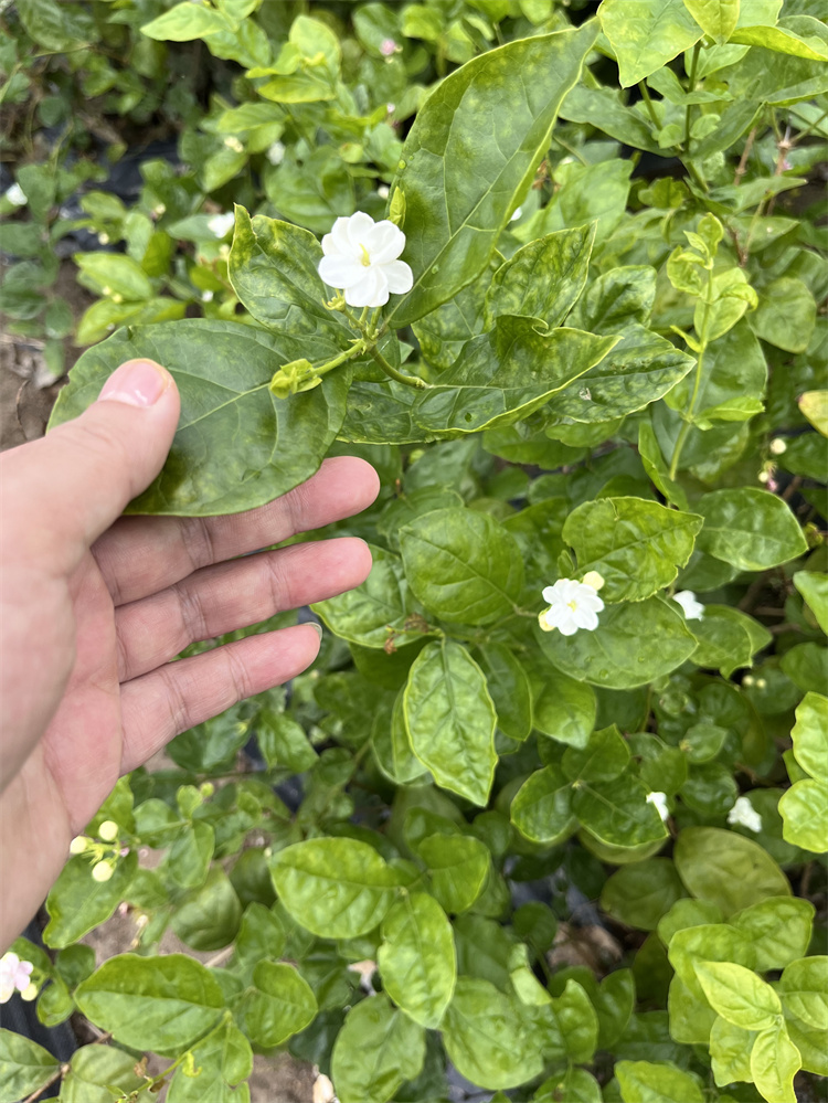 荣耀加冕！一名®茶业荣膺“中国百强优秀企业”称号
