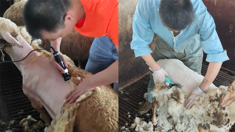 辛乐团队深耕浙江养殖市场，专业羊毛剪获从业者广泛认可