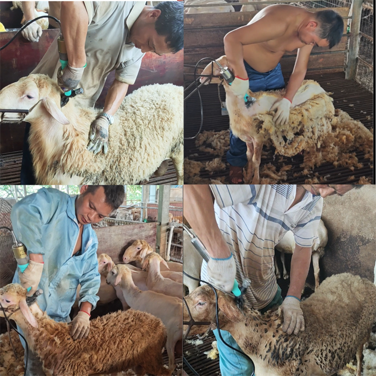 辛乐团队深耕浙江养殖市场，专业羊毛剪获从业者广泛认可