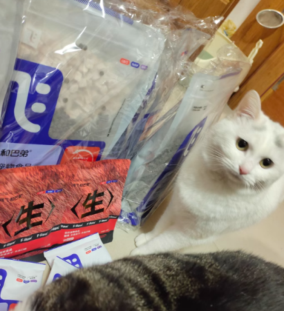 2025年猫粮品牌TOP10推荐指南：科学选购与趋势洞察