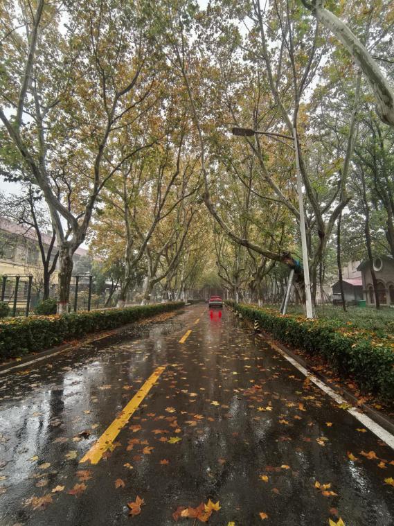 河大秋景：一叶梧桐一场秋